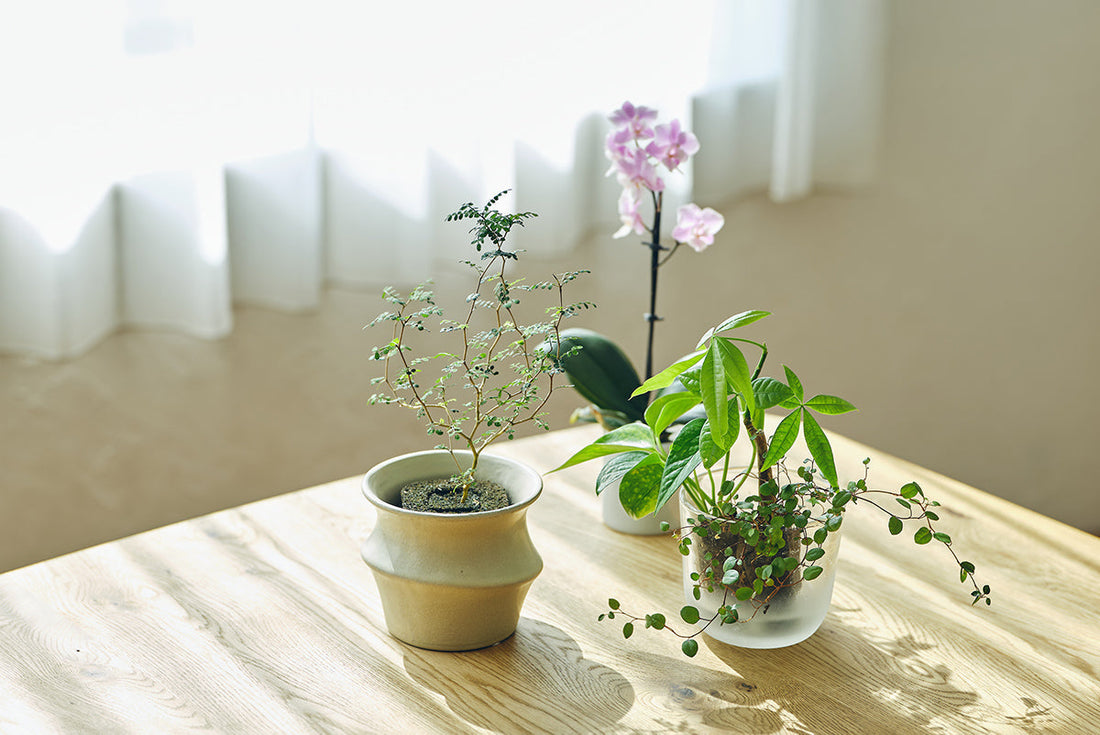 Spring Campaign開催　宅急便の送料半額！植物とPotをそろえて新生活をはじめませんか？
