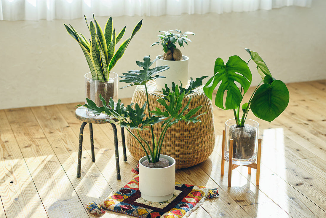土を使わない大きいサイズの観葉植物「Simple Green L」 Debut！ご購入先着100名様にノベルティプレゼント
