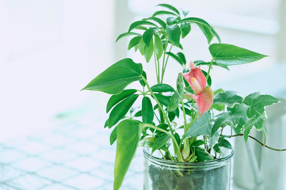 ＆Greenのお手入れ方法は？