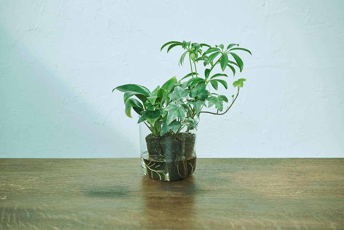 ＆Greenの水やり方法は？