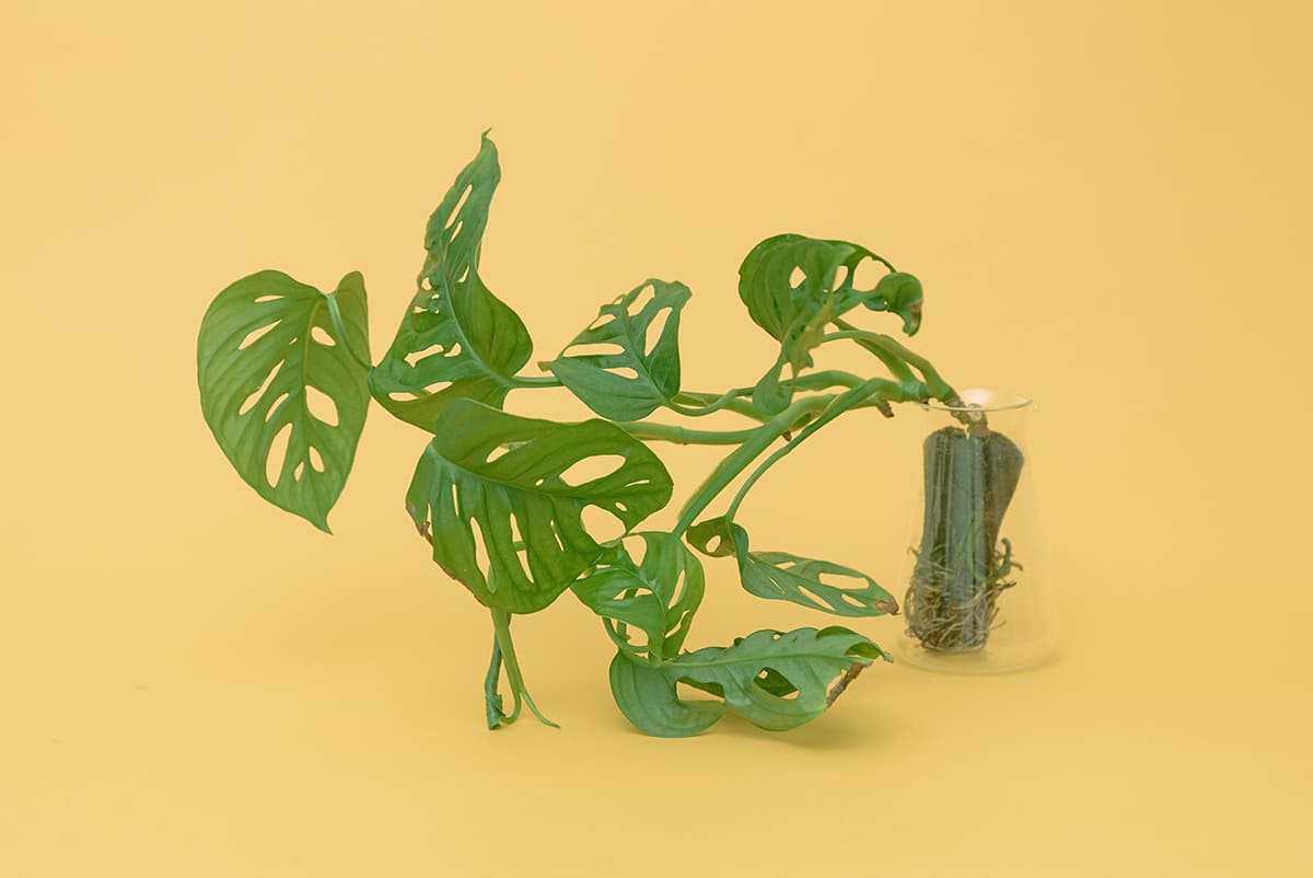 成長したらどうする？