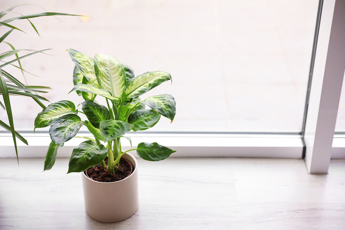 ディフェンバキアとは？特徴・育て方と植え替えのポイント