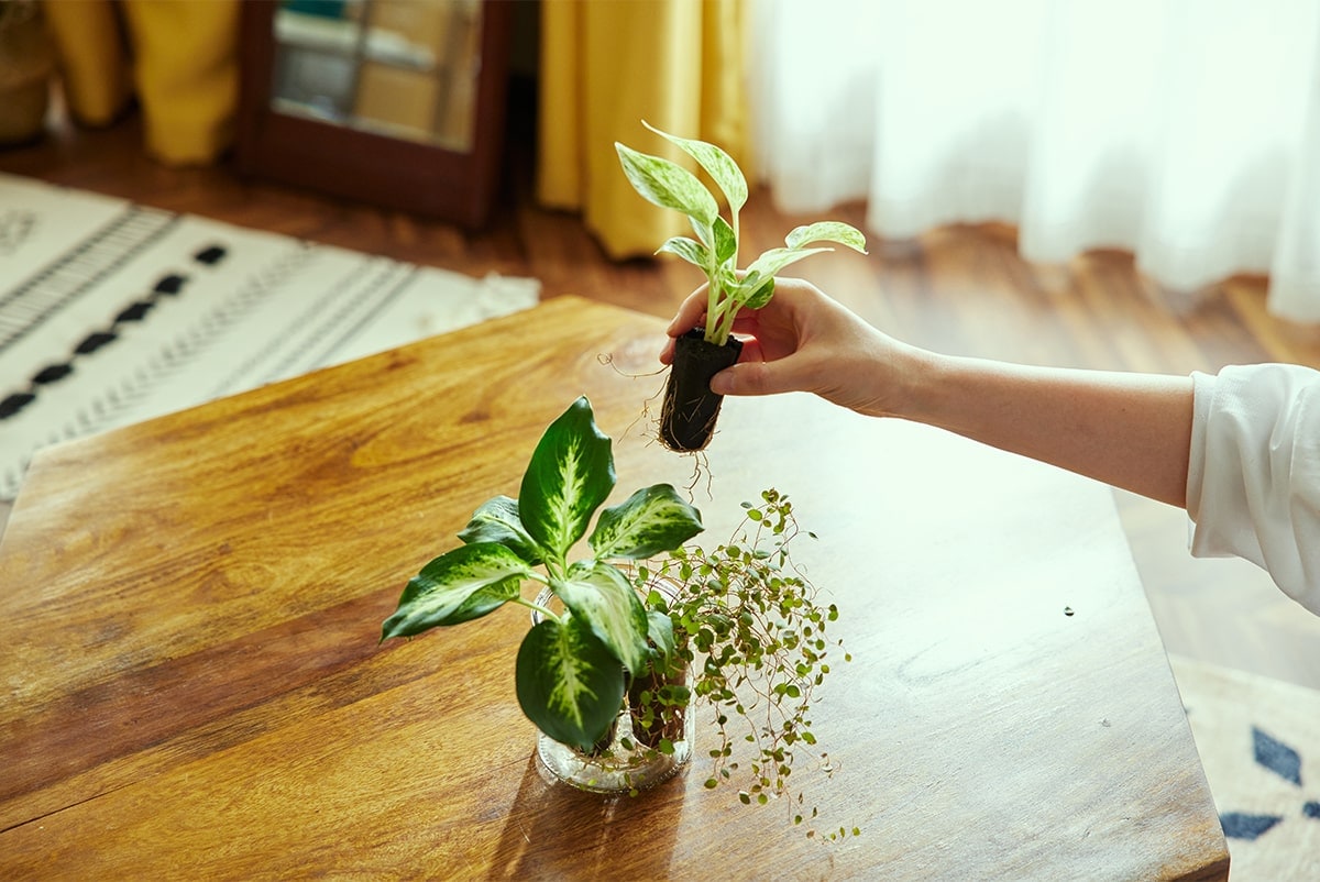 How to Use &Green より長く元気に楽しむためのお手入れ方法まとめ – &Green
