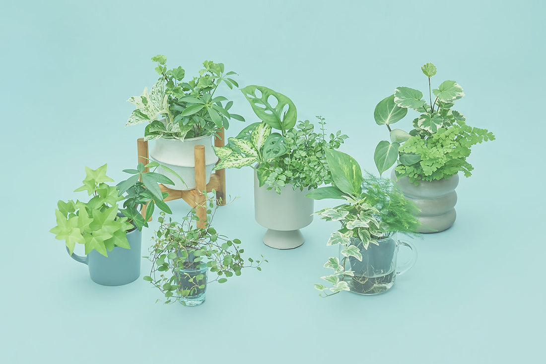 定期便 &Green life Planの解約方法