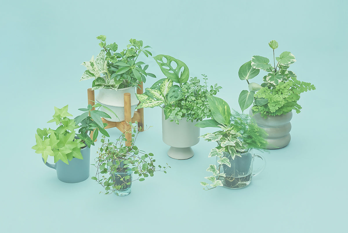 定期便 &Green life Planの解約方法