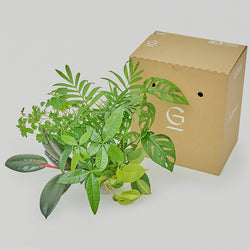 6Greens Box