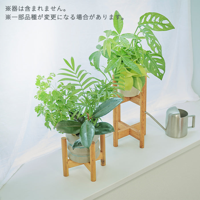 6Greens Box – &Green
