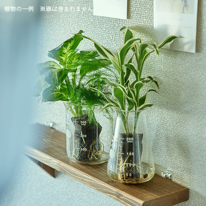Secret Set（お得な観葉植物3種セット）｜土を使わない観葉植物 – &Green