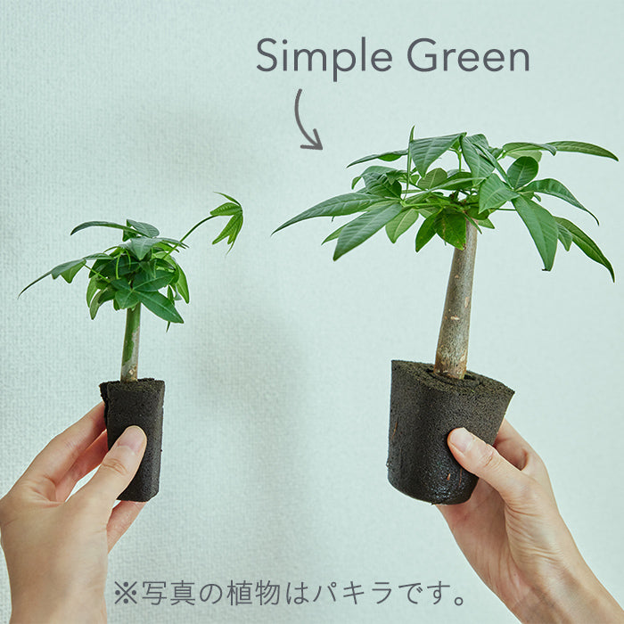 アンスリウム M（Simple Green）｜土を使わない観葉植物 – &Green