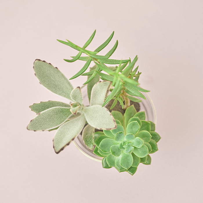 Taniku Set Usagi（多肉植物のセット）｜土を使わない観葉植物 – &Green