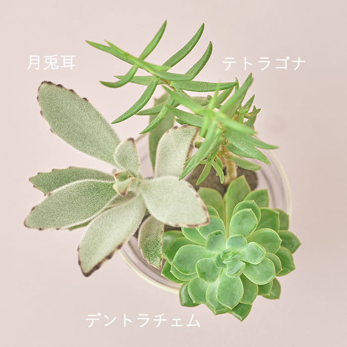 Taniku Set Usagi（多肉植物のセット）｜土を使わない観葉植物 – &Green