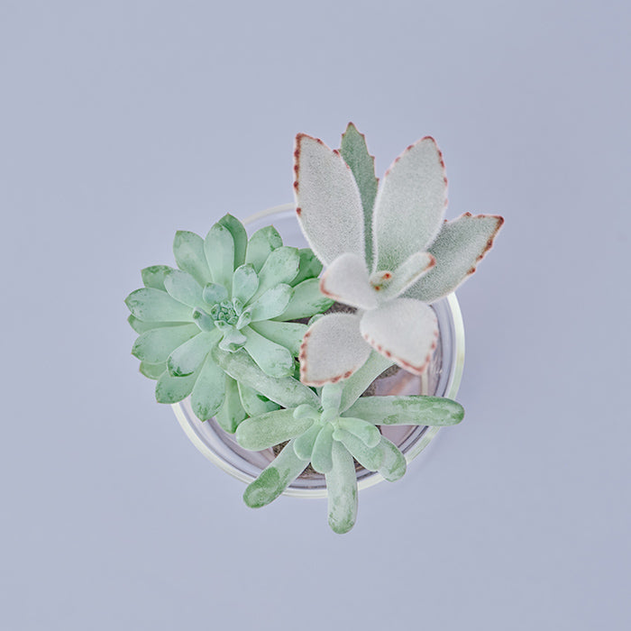 Taniku Set Alan（多肉植物のセット）｜土を使わない観葉植物 – &Green