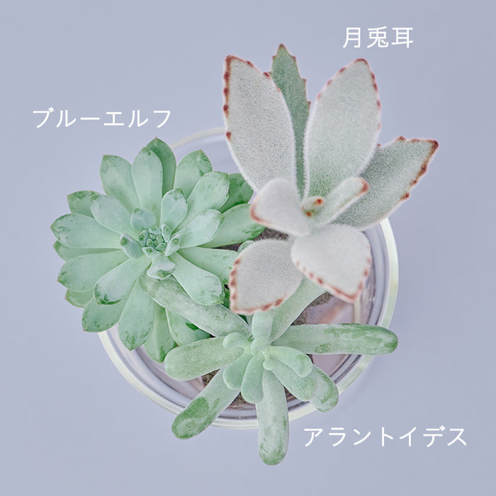 Taniku Set Alan（多肉植物のセット）｜土を使わない観葉植物 – &Green