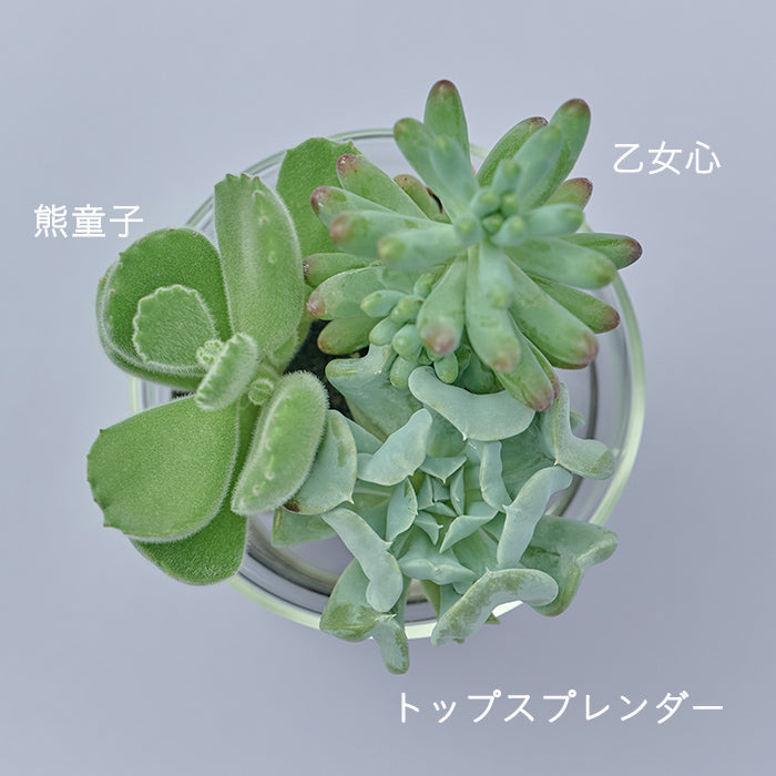 Taniku Set Bear｜土を使わない観葉植物 – &Green
