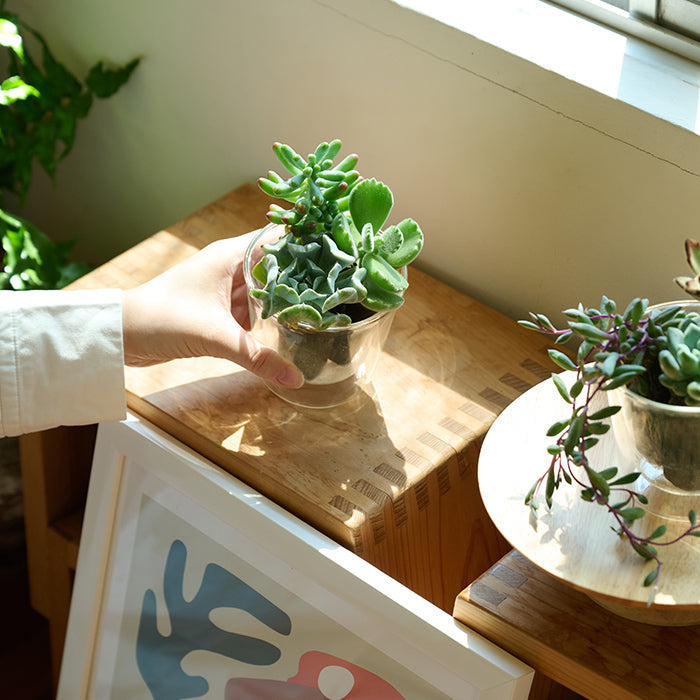 Taniku Set Bear｜土を使わない観葉植物 – &Green