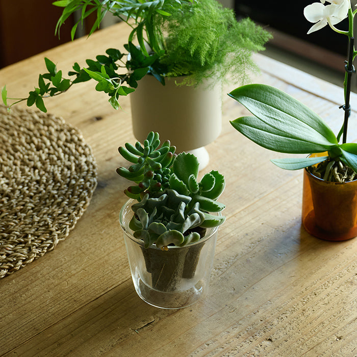 Taniku Set Bear｜土を使わない観葉植物 – &Green