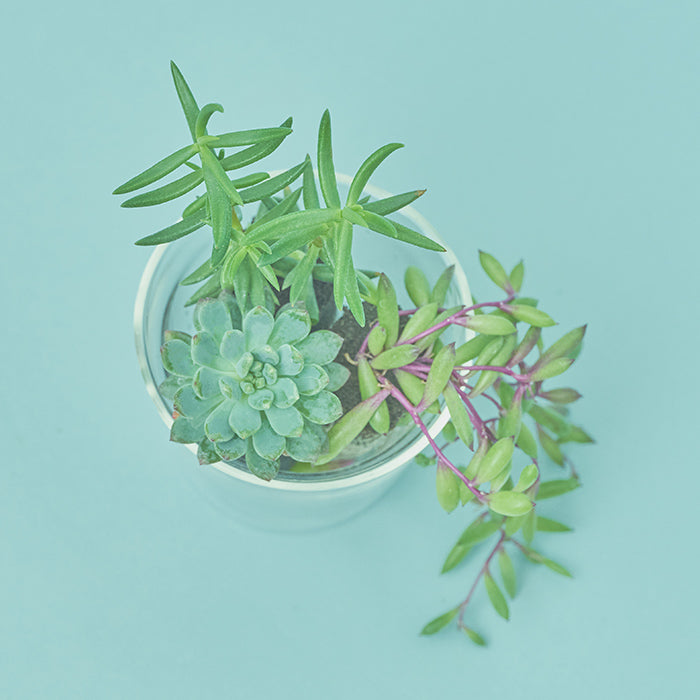 多肉植物 ご確認用 多肉植物 ご確認用 多肉植物 ご確認用 多肉植物｜豊明卸問屋ドットコム