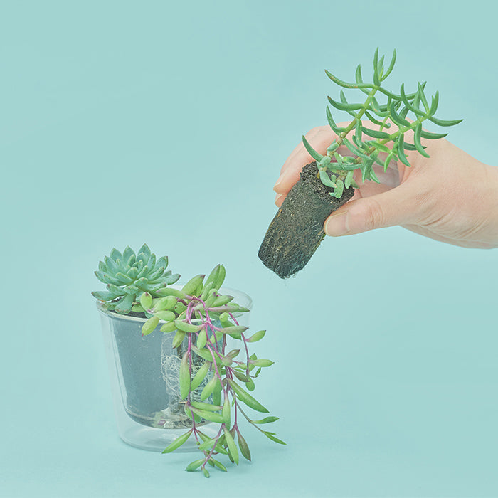 Taniku Set Blue（多肉植物のセット）｜土を使わない観葉植物 – &Green