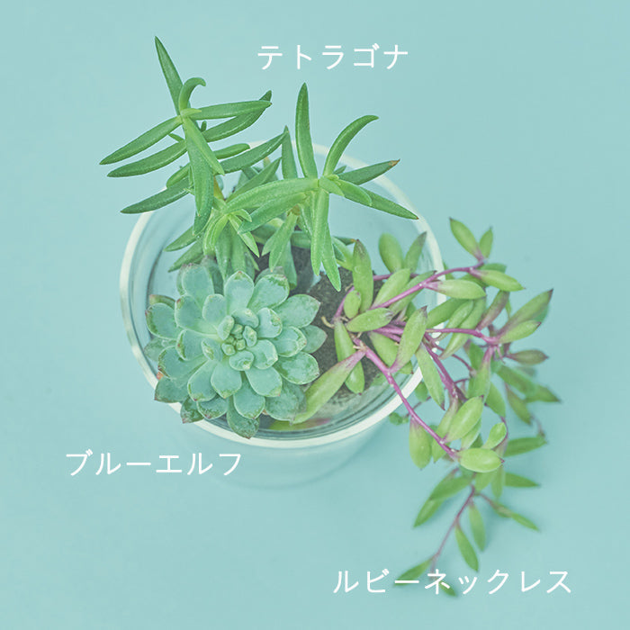 Taniku Set Blue（多肉植物のセット）｜土を使わない観葉植物 – &Green