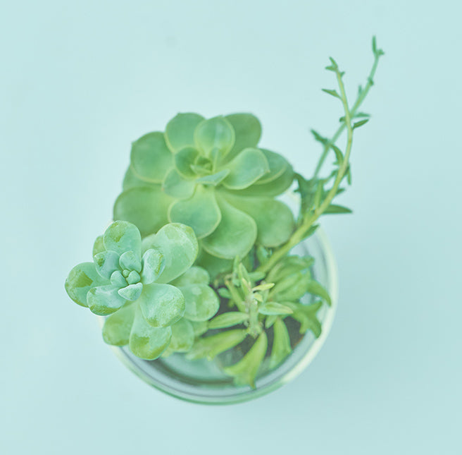 Taniku Set Dolphin｜土を使わない観葉植物 – &Green