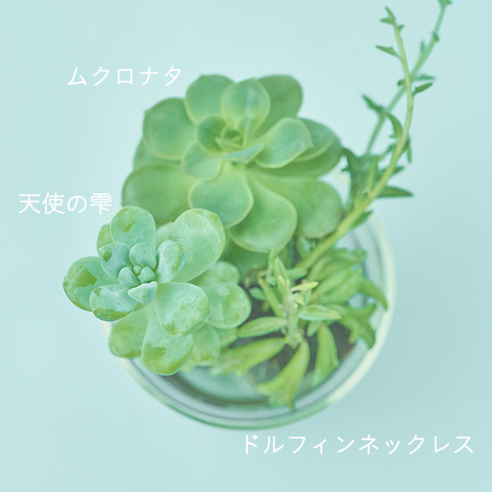 Taniku Set Dolphin｜土を使わない観葉植物 – &Green