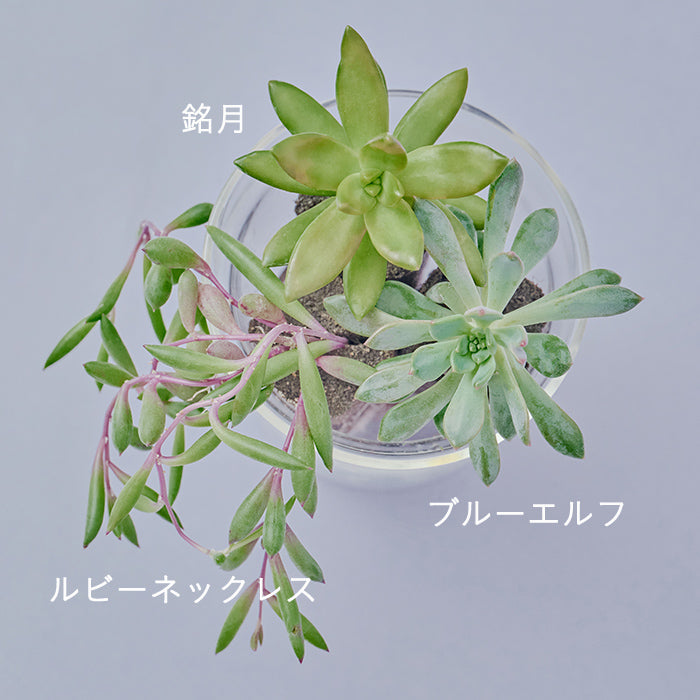 Taniku Set Harvest（多肉植物のセット）｜土を使わない観葉植物 – &Green