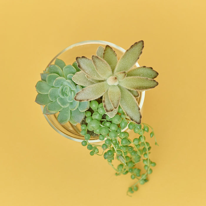 Taniku Set Jam（多肉植物のセット）｜土を使わない観葉植物 – &Green
