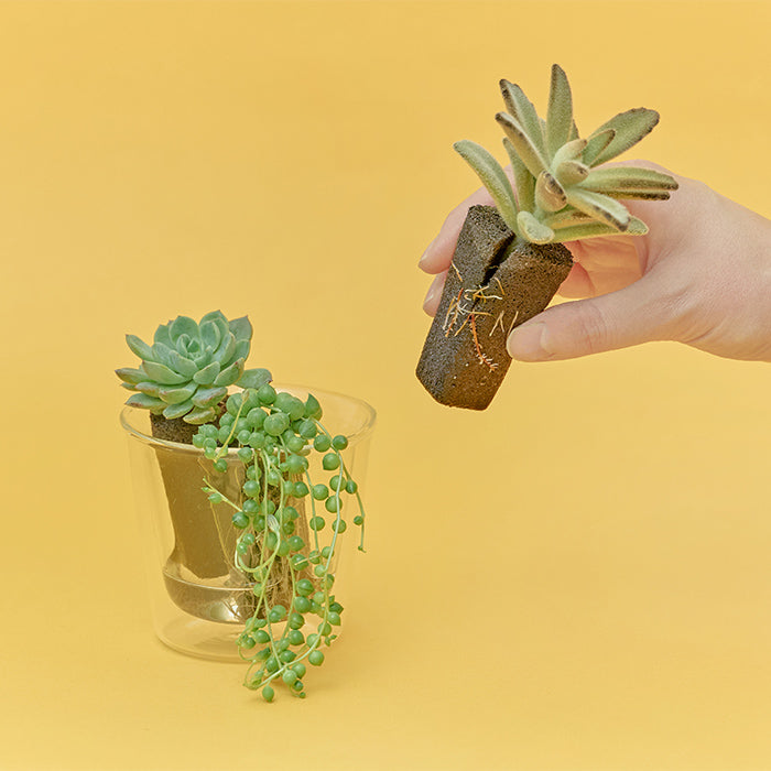 Taniku Set Jam（多肉植物のセット）｜土を使わない観葉植物 – &Green