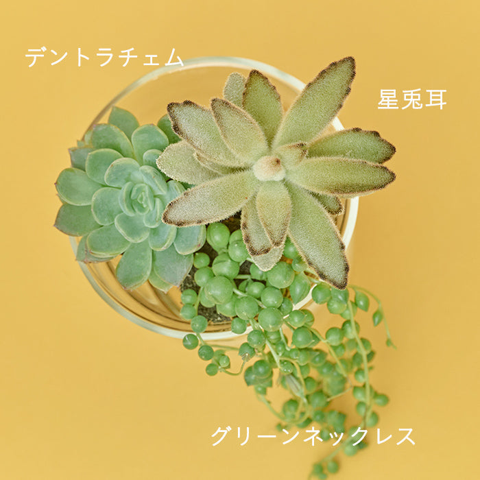 Taniku Set Jam（多肉植物のセット）｜土を使わない観葉植物 – &Green