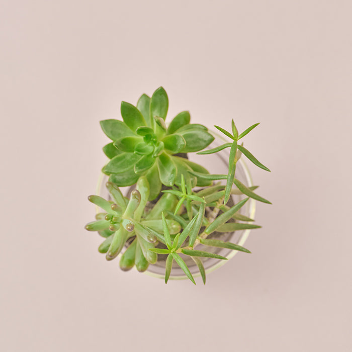 Taniku Set Moe（多肉植物のセット）｜土を使わない観葉植物 – &Green
