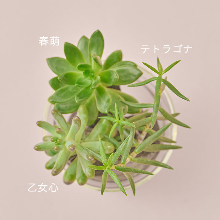 Taniku Set Moe（多肉植物のセット）｜土を使わない観葉植物 – &Green