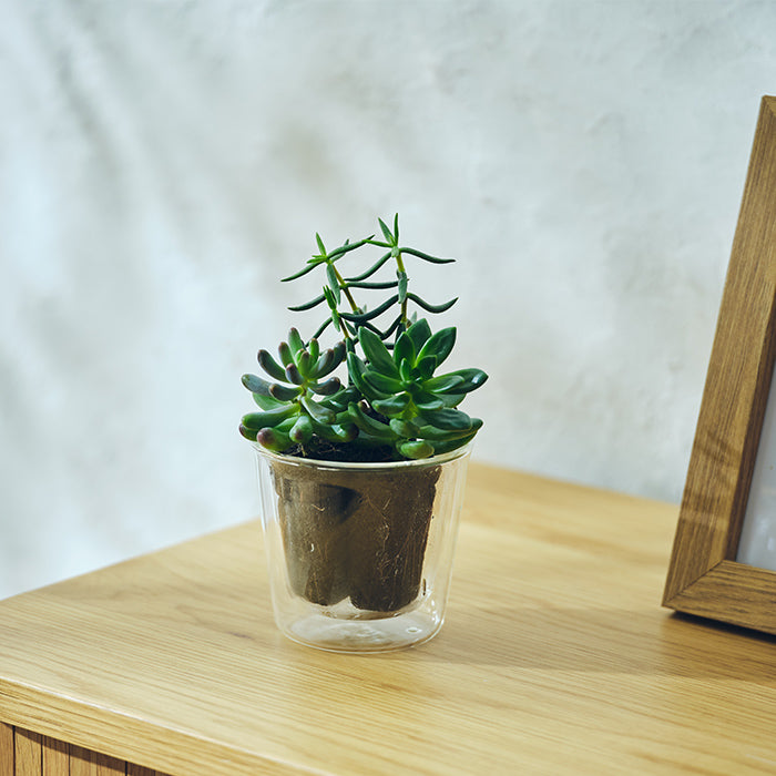 Taniku Set Moe（多肉植物のセット）｜土を使わない観葉植物 – &Green