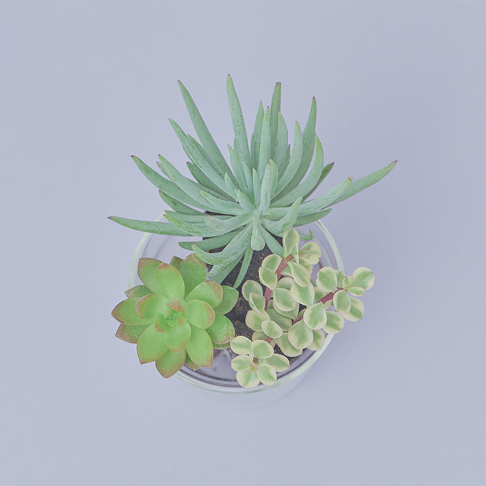 Taniku Set Moon（多肉植物のセット）｜土を使わない観葉植物 – &Green