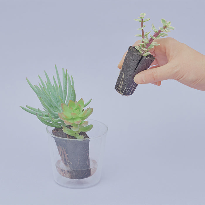 Taniku Set Moon（多肉植物のセット）｜土を使わない観葉植物 – &Green