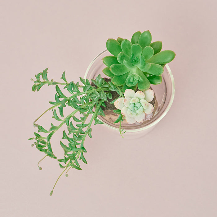 Taniku Set Pink（多肉植物のセット）｜土を使わない観葉植物 – &Green