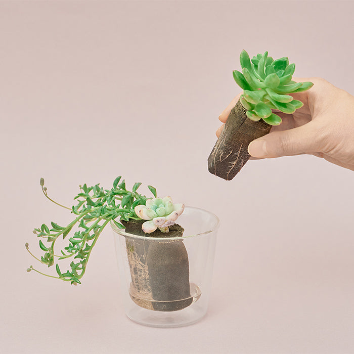 Taniku Set Pink（多肉植物のセット）｜土を使わない観葉植物 – &Green