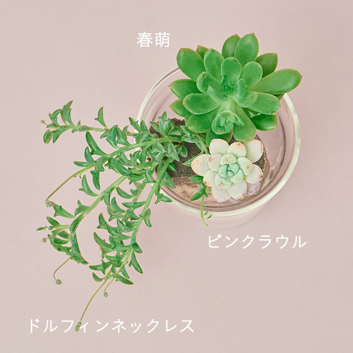 多肉植物　葉挿しセット お正月 大特価！】多肉植物 葉挿しセット 100枚SALE - メルカリ