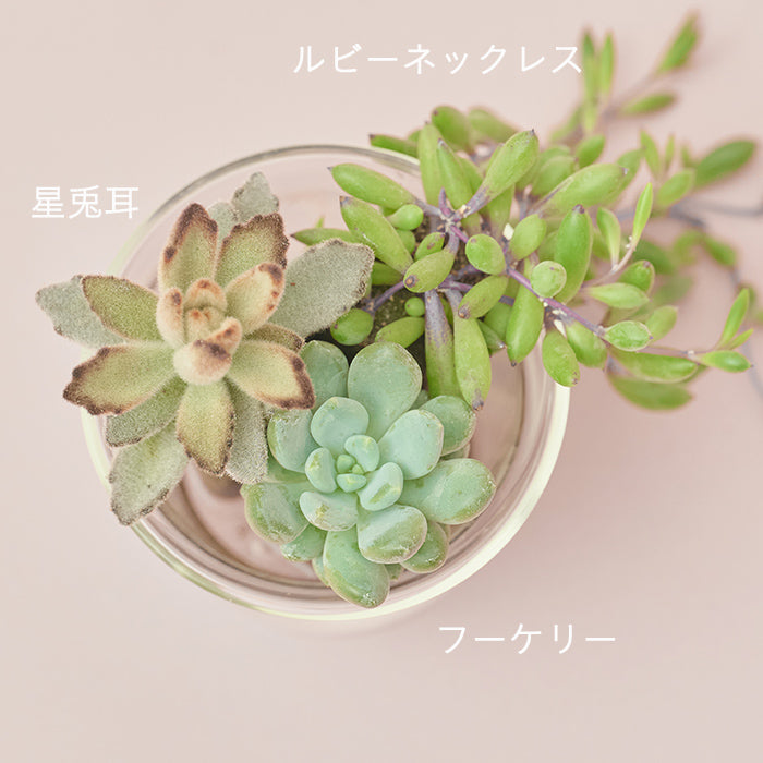 Taniku Set Rabbit｜土を使わない観葉植物 – &Green