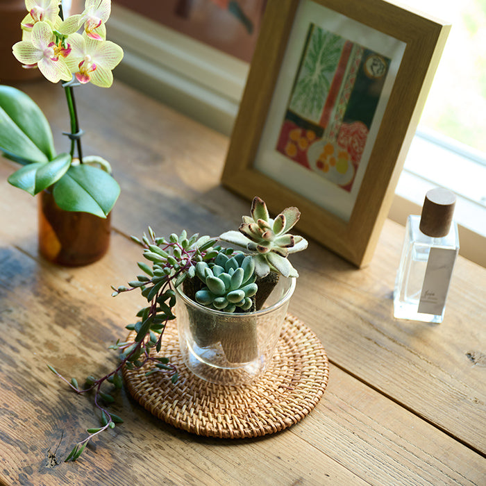 Taniku Set Rabbit｜土を使わない観葉植物 – &Green