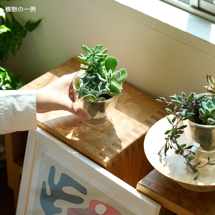 Taniku Set Secret｜土を使わない観葉植物 – &Green