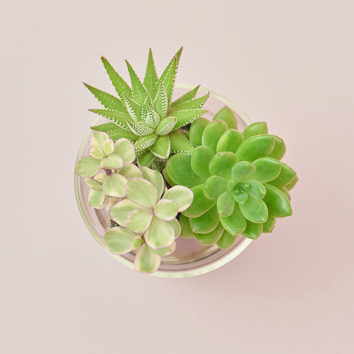 植物 1点もの】多肉植物の寄せ植え（ホワイトポット） | アトリエ華