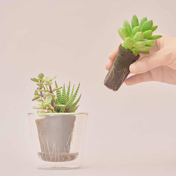 Taniku Set Spring｜土を使わない観葉植物 – &Green