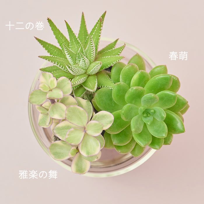 その他多肉植物 natulal mqdefault.jpg