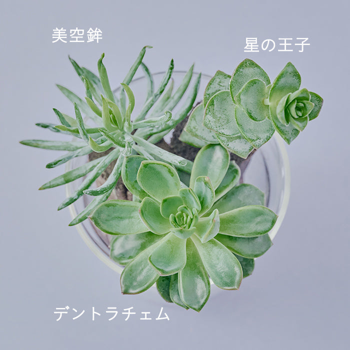 多肉植物 ご確認用 Taniku Set Star（多肉植物のセット）｜土を使わない観葉植物 – &Green