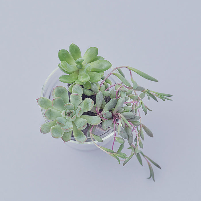 Taniku Set Ulala（多肉植物のセット）｜土を使わない観葉植物