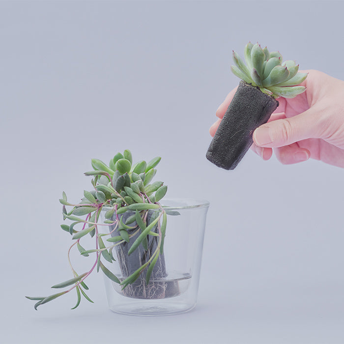 その他多肉植物 natulal Taniku Set Ulala（多肉植物のセット）｜土を使わない観葉植物