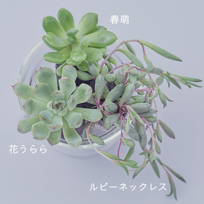 その他多肉植物 natulal 当園オリジナル実生苗 CS-No-09 'Alps' （colorata seeding