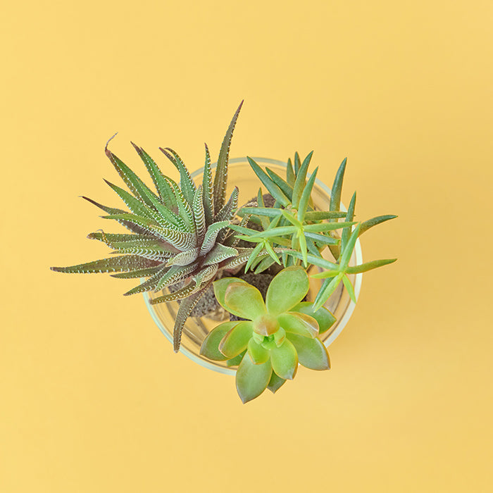 Taniku Set Zebra（多肉植物のセット）｜土を使わない観葉植物 – &Green