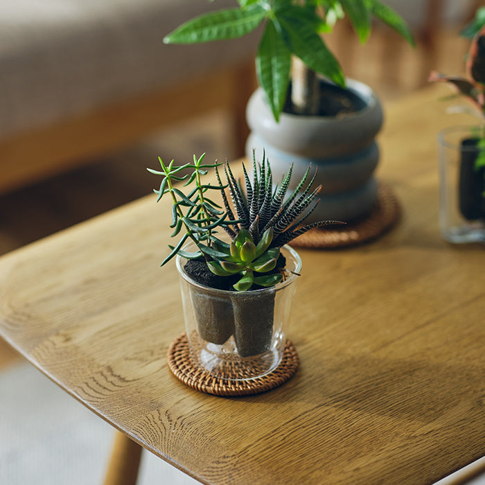 Taniku Set Zebra（多肉植物のセット）｜土を使わない観葉植物 – &Green