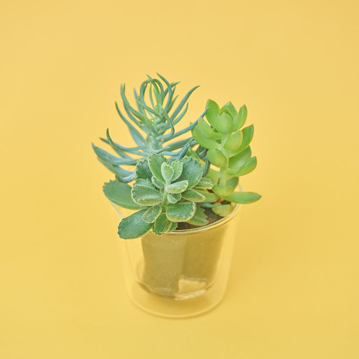 Shopping - 商品一覧｜土を使わない観葉植物の通販サイト